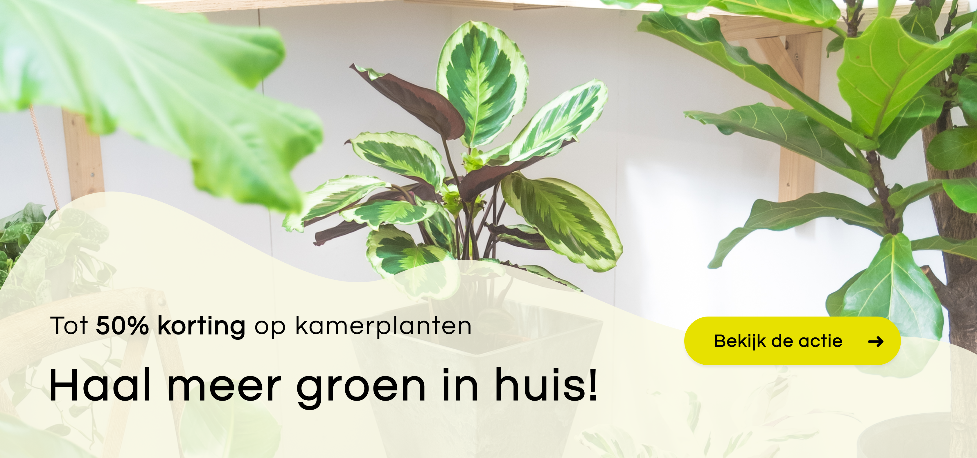 Duurzame, kwalitatieve binnen & buiten planten